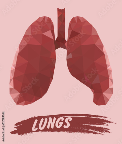 Human lungs in triangulation style. Medical education in lung biology.