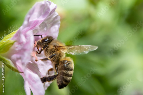 Bee pollinate a flower, macro view.