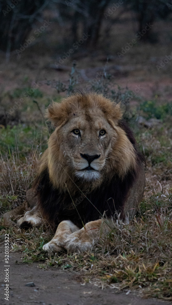Fototapeta premium Mature black-maned male lion