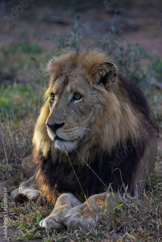 Mature black-maned male lion