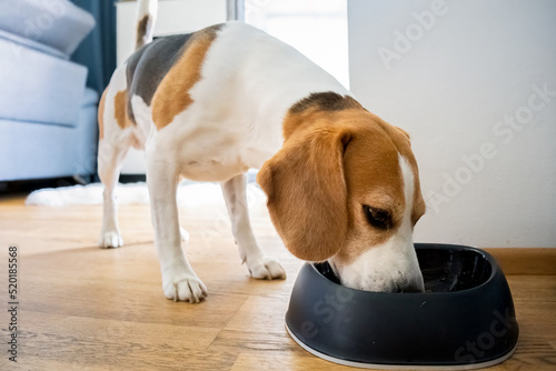 Cute Beagle dog eating food from blue bowl at home. Canine concept photo