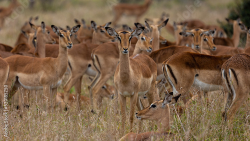 big herd of impala ewes
