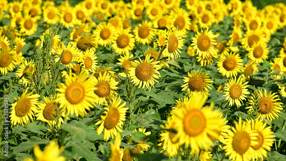 The sunflowers have become perfect for viewing
