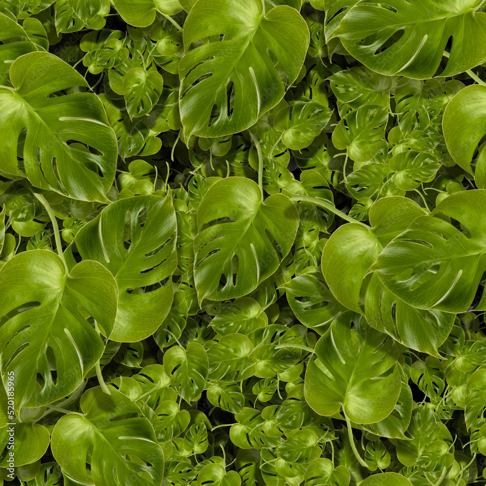 Close up pattern of Monstera Deliciosa Close up pattern of Monstera Deliciosa
