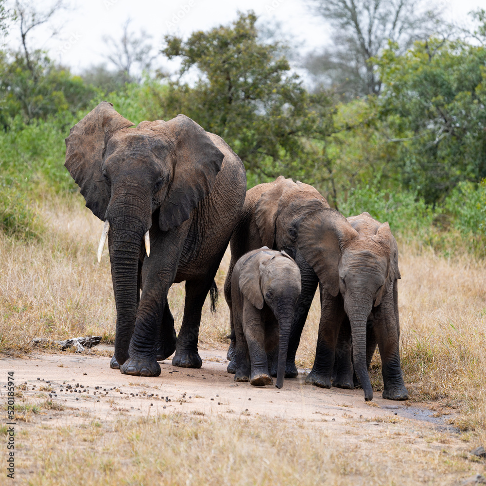 A breeding herd of African elephants