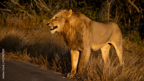 Male lion in the golden hour