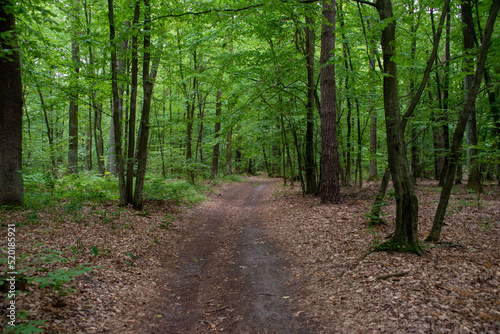 A path through a summer forest © Dmytro