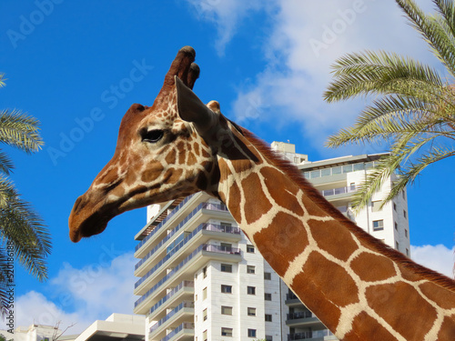 Original close-up photo of a giraffe's head against the backdrop of a house, blue sky, and palm trees in Kiryat Motzkin, Israel. 