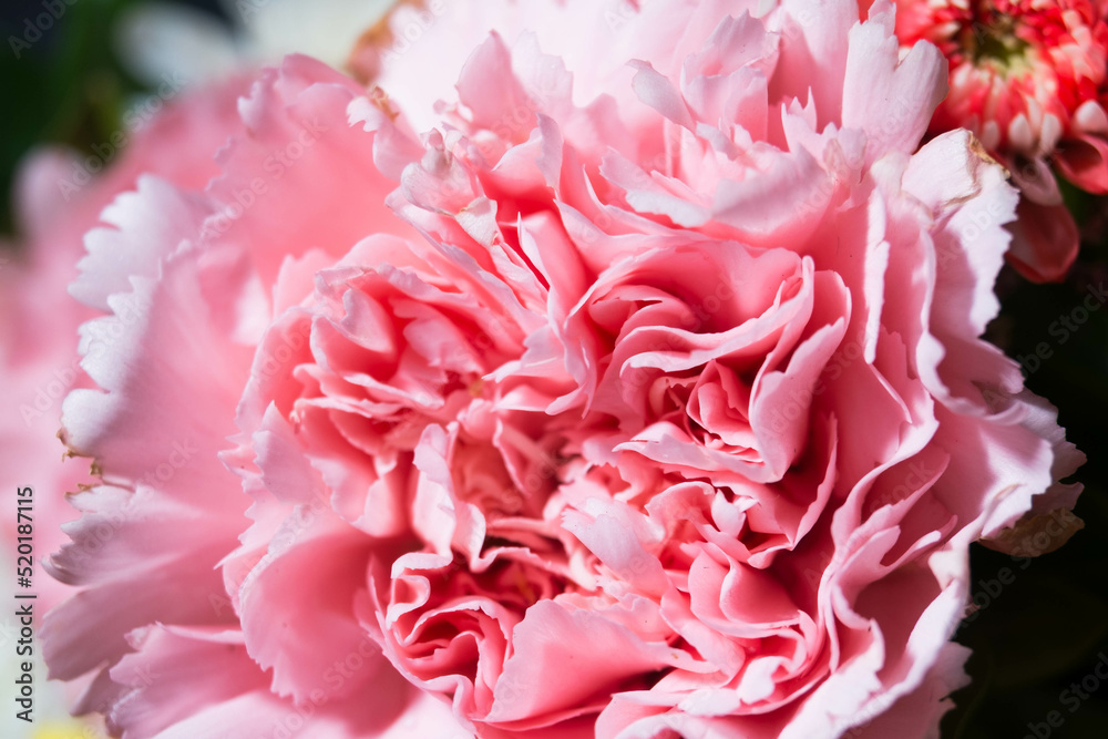 full color of closeup beautiful flower. full color of closeup beautiful flower.