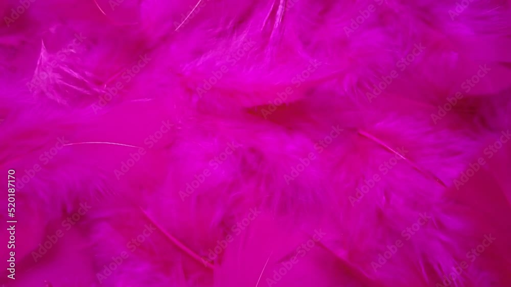 Fuchsia feather pattern. Small feathers float in slight breeze. Magenta plumage, full screen, plume surface, slow motion. Fuchsia feather pattern. Small feathers float in slight breeze. Magenta plumage, full screen, plume surface, slow motion.
