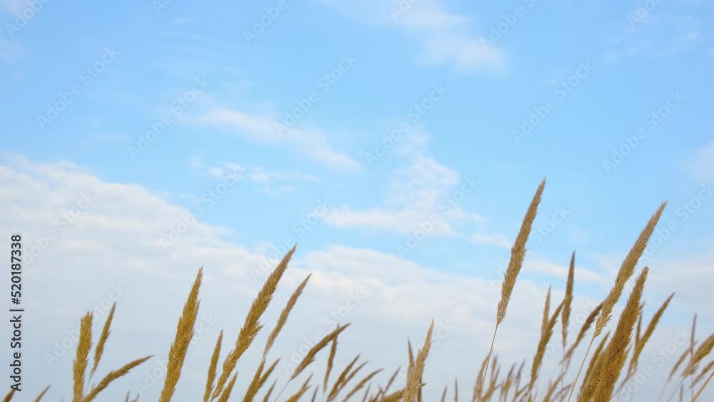 Swaying in wind grass spikelets on bright blue sky background. Fluffy white clouds. Summer rural scene. Look up lying in field. Relaxed sunny day in countryside. Harvest season. Natural environment Swaying in wind grass spikelets on bright blue sky background. Fluffy white clouds. Summer rural scene. Look up lying in field. Relaxed sunny day in countryside. Harvest season. Natural environment