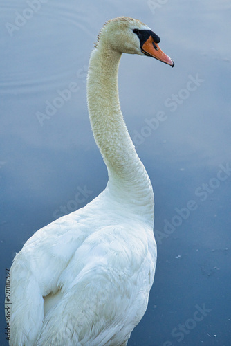 Wallpaper Mural swan on the lake Torontodigital.ca