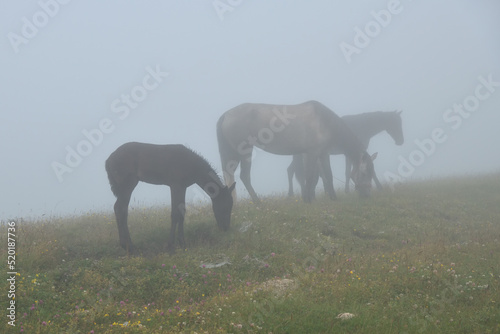  Horses in morning fog. Misty landscape with horses grazing on meadow © Oleg Znamenskiy