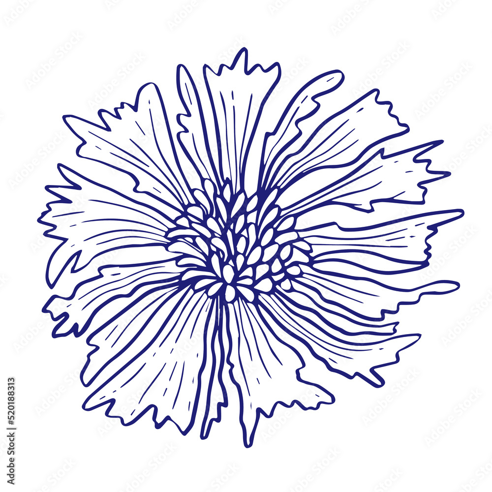 Chicory flower doodle sketch. Hand drawn vector illustration isolated on white background. Chicory flower doodle sketch. Hand drawn vector illustration isolated on white background.