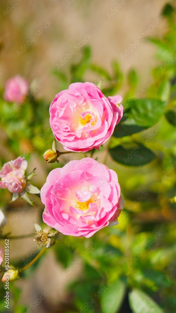 beautiful flower stalks that just bloomed pink buds on the plantation beautiful flower stalks that just bloomed pink buds on the plantation