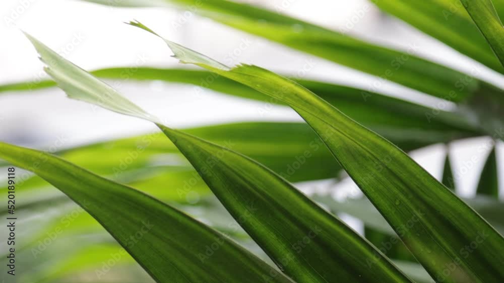 Tropical coconut palm leaf swaying in the wind with sun light, Summer background Tropical coconut palm leaf swaying in the wind with sun light, Summer background
