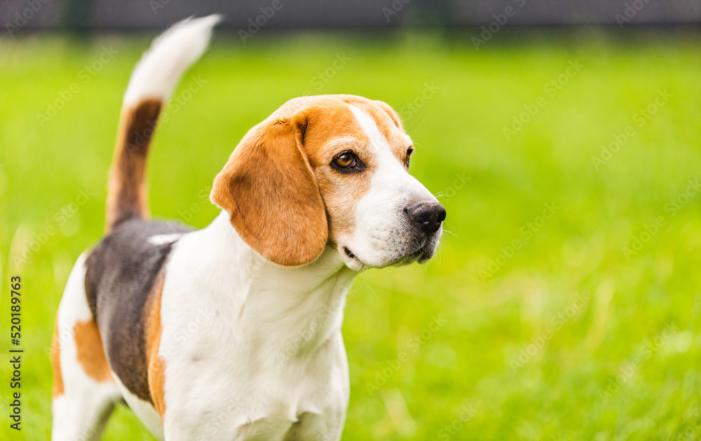 Beagle dog outdoors standing against green grass. Canine theme