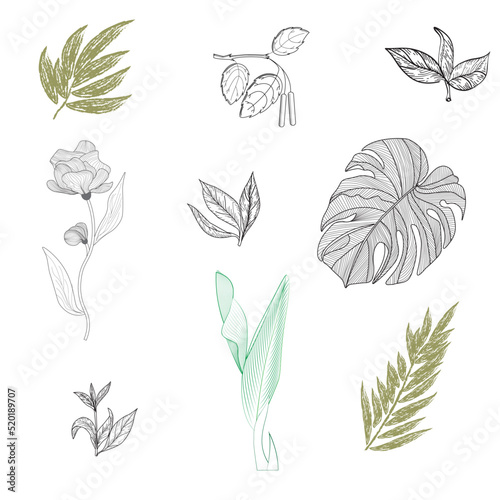 Modern set of abstract elements, linear image of leaves in the style of engraving, minimal design, vector illustration