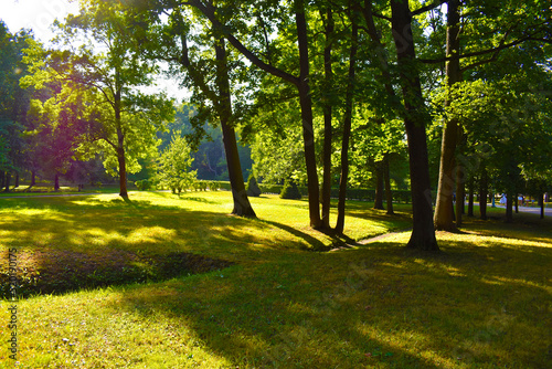 sunlit green meadow surrounded by trees in the park