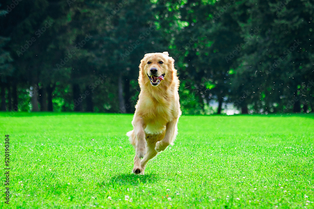 Golden retriever dog running on the summer field or park. Golden retriever dog running on the summer field or park.