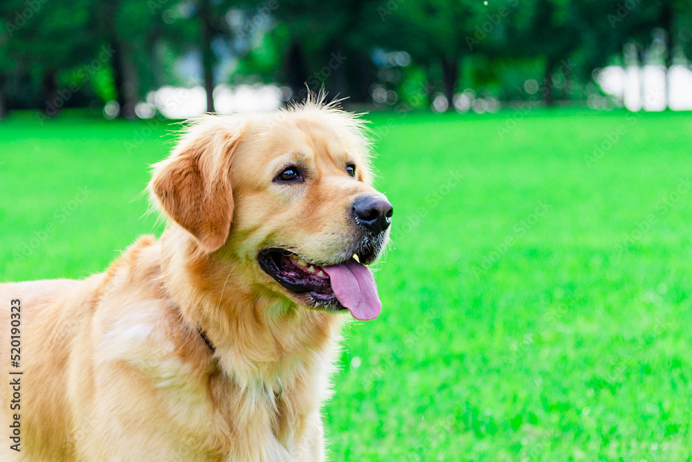 Beautiful Dog Golden Retriever sitting on garden park in sunlight green nature. Park garden with pet.Side view.Closeup. Beautiful Dog Golden Retriever sitting on garden park in sunlight green nature. Park garden with pet.Side view.Closeup.