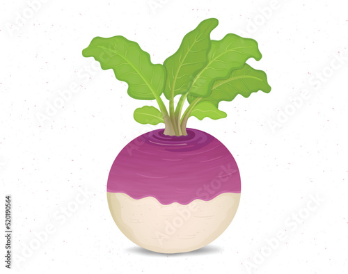 Vector Turnip vegetable illustration on white background