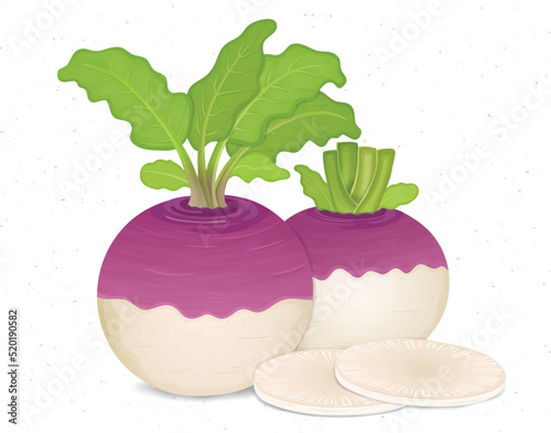Turnip vegetable vector illustration with green leaves and round pieces of turnip