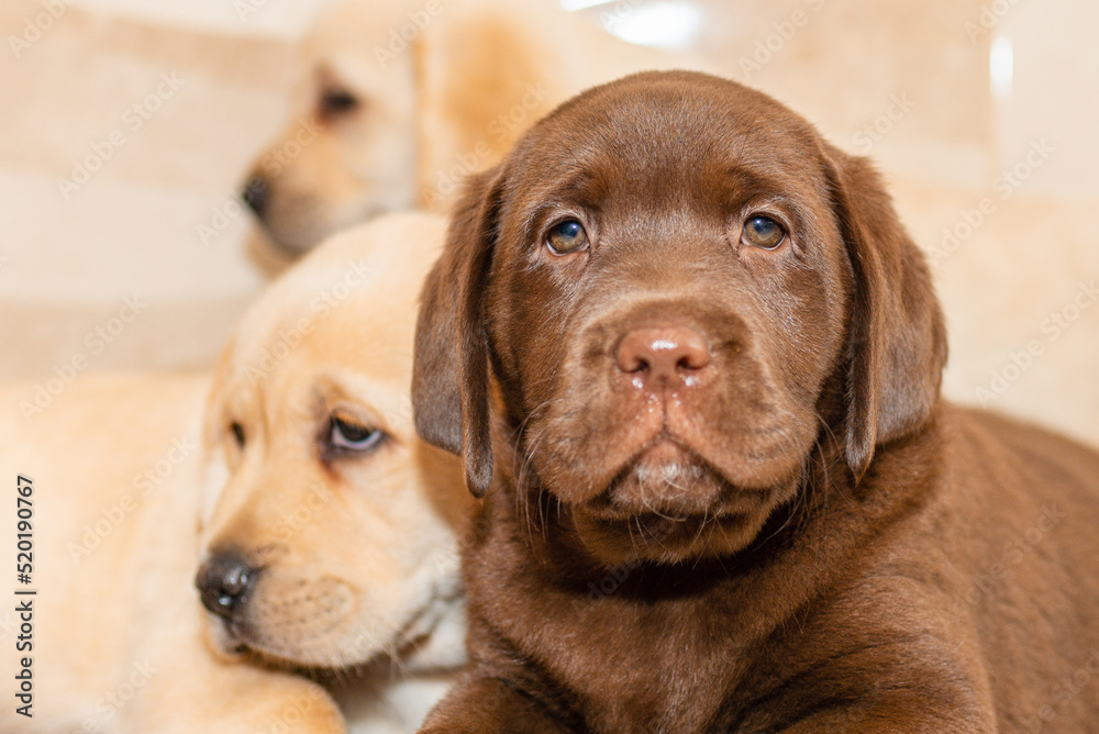 Three Labrador puppies,in front of blurred background.Closeup.Selective focus. Three Labrador puppies,in front of blurred background.Closeup.Selective focus.