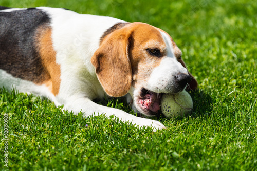 Beagle dog eating tennis ball on grass in backyard. Dog theme