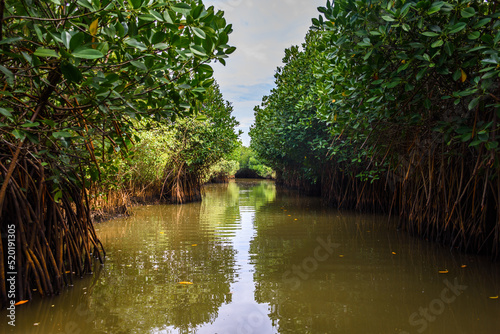 Pichavaram Mangrove Forests. The second largest Mangrove forest in the world, located near Chidambaram in Cuddalore District, Tamil Nadu, India