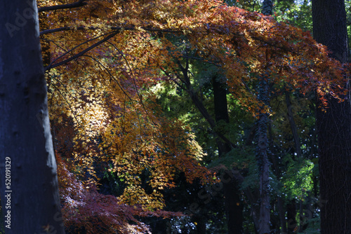 紅葉の森に陽が射し込む