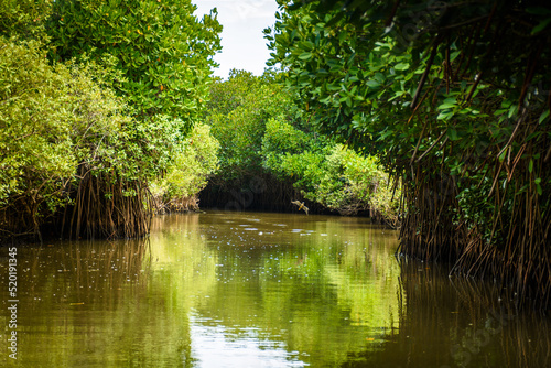 Pichavaram Mangrove Forests. The second largest Mangrove forest in the world, located near Chidambaram in Cuddalore District, Tamil Nadu, India photo