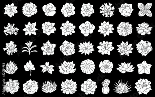 Succulent plant vector illustration, set from silhouette echeveria. Desert flower hand drawn on black background. Isolated elements in simple style, succulents, cactus, agave, aloe, echeveria