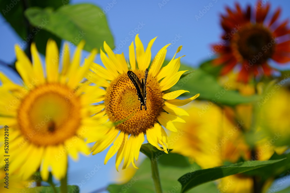 Naklejka premium The sunflowers have become perfect for viewing