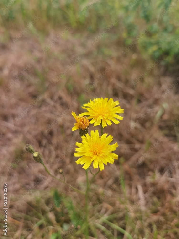 yellow dandelion flower