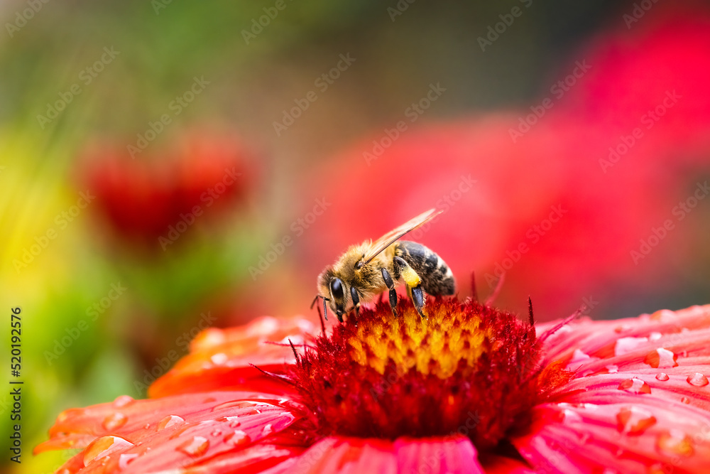 Closeup of Honey bee collecting pollen from red flower. Bee against the green blury background Closeup of Honey bee collecting pollen from red flower. Bee against the green blury background