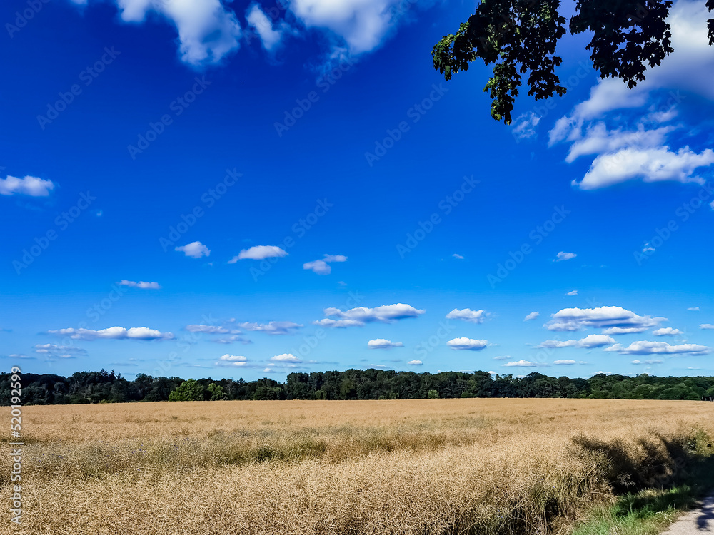 field and sky field and sky