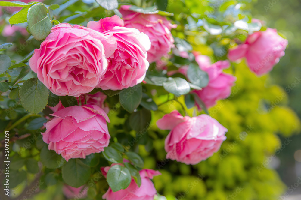 Romatische alte rosa Rosen Sorte im Garten