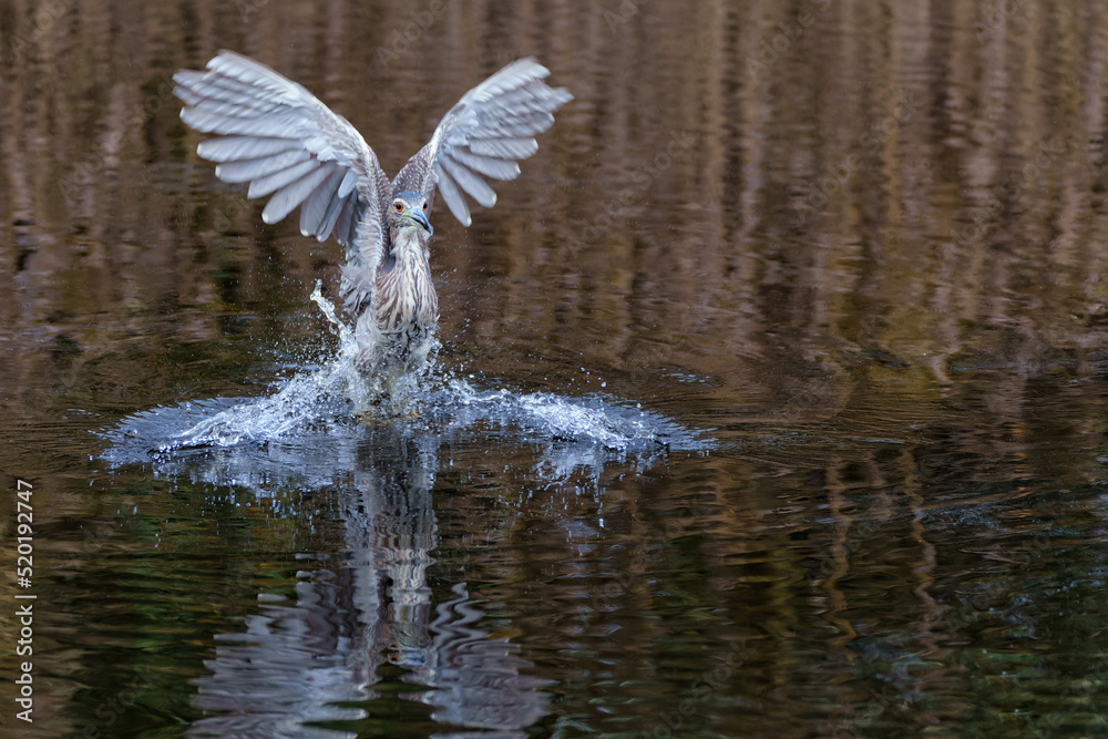 Obraz premium Juvenile Black-crowned Night Heron (Nycticorax nycticorax) fishing in a small lake with a brown and black dark background 