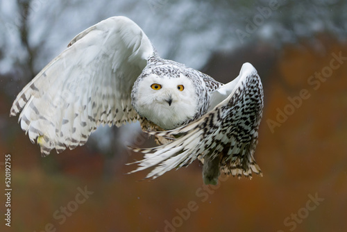 Snowy owl (Bubo scandiacus)  flying on a light rainy day in the winter in the Netherlands           photo