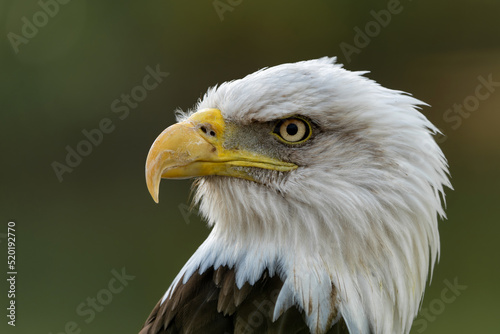 Portrait of an Bald eagle or American eagle (Haliaeetus leucocephalus) in the Netherlands on rainy evening in the summer 