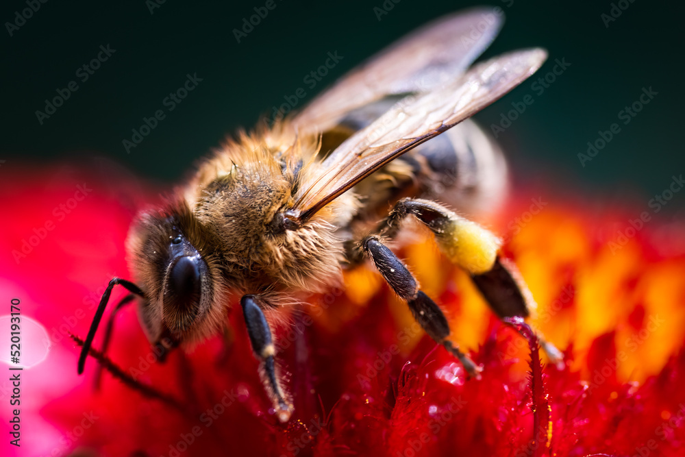 Closeup of Honey bee collecting pollen from red flower. Bee against the green blury background Closeup of Honey bee collecting pollen from red flower. Bee against the green blury background