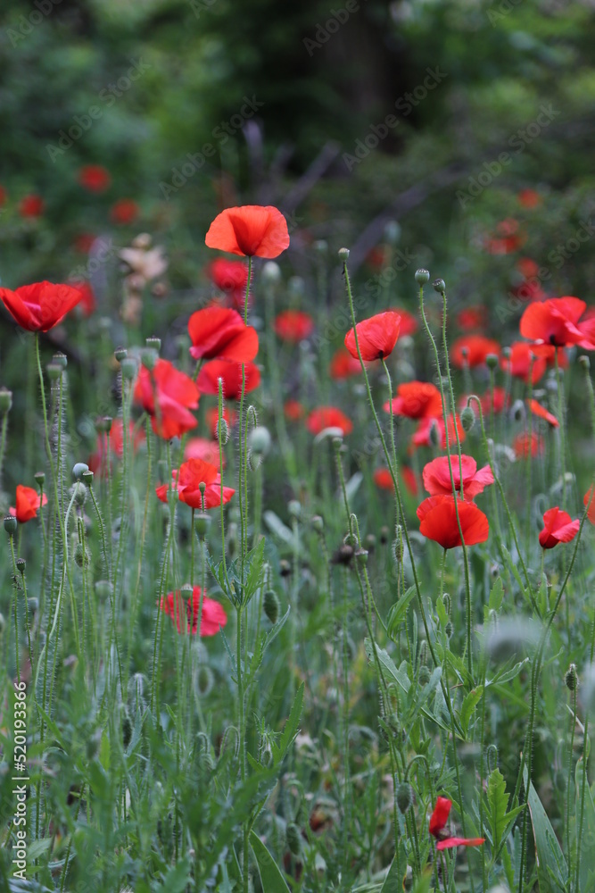 Campo de amapolas