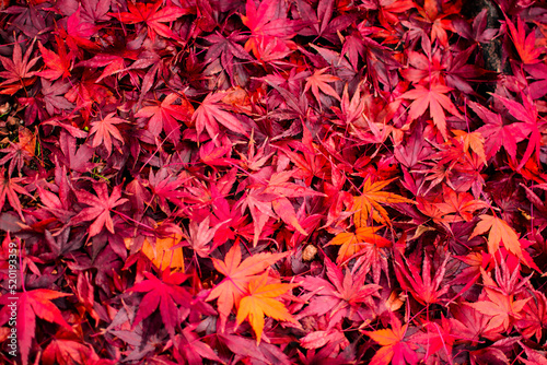 紅葉の落ち葉たち