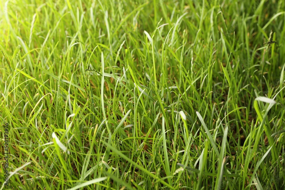 Fototapeta premium Beautiful lush green grass as background, closeup