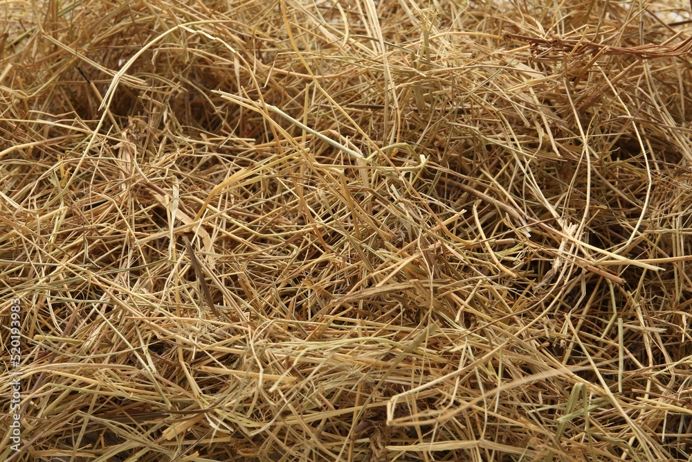 Dried grass hay as background, closeup view Dried grass hay as background, closeup view