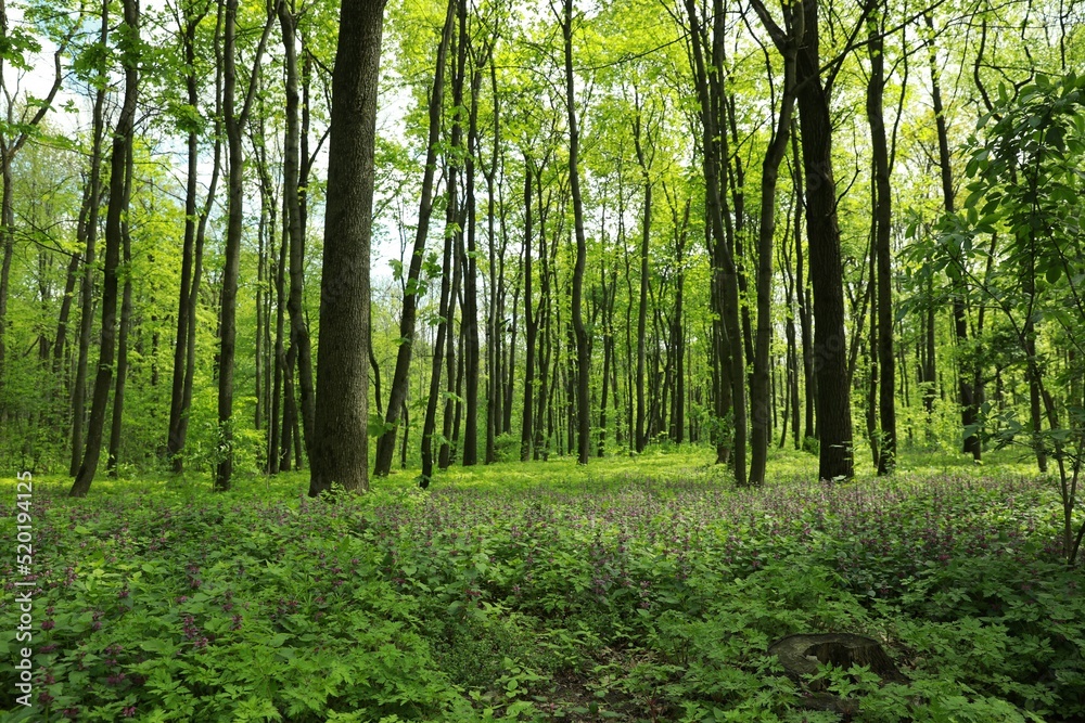 Naklejka premium Beautiful landscape with trees, flowers and green grass in park