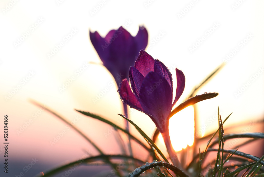 Obraz premium Fresh purple crocus flowers growing in spring morning at sunrise, closeup