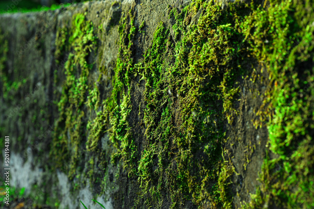 Stone wall overgrown with green moss outdoors, closeup Stone wall overgrown with green moss outdoors, closeup