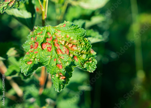 Leaf of a red currant of the amazed sheet plant louses. High quality photo photo